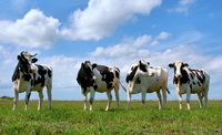 Поголовье крупного рогатого скота снизилось в Грузии на 6,5%