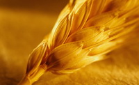 В Грузии рассчитывают собрать 150 тысяч тонн пшеницы